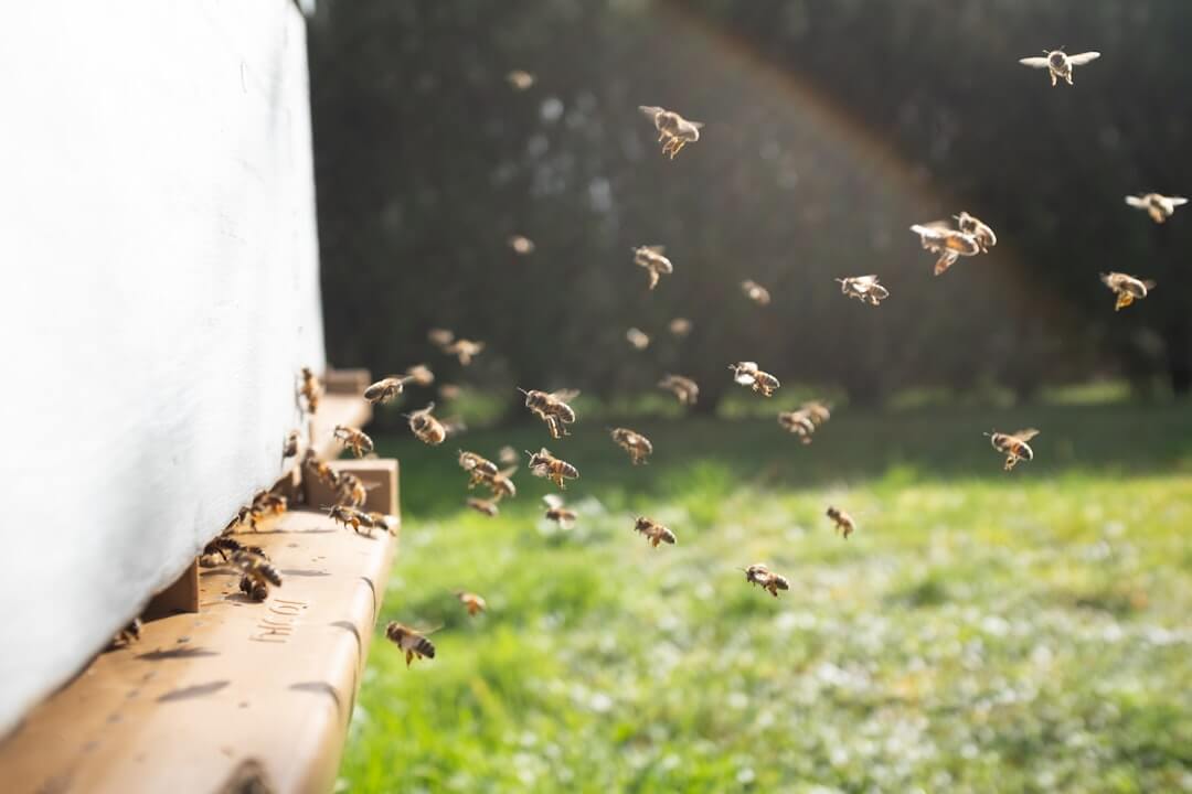 categories/beekeeping.jpg