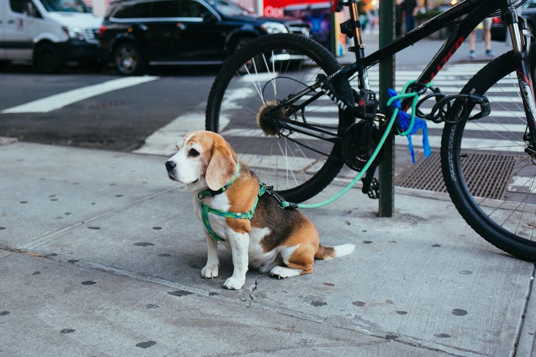 categories/pet-collars-leashes.jpg