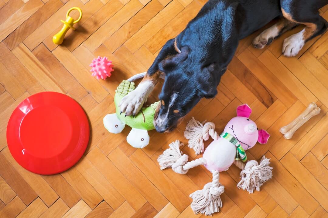 categories/pet-toys.jpg