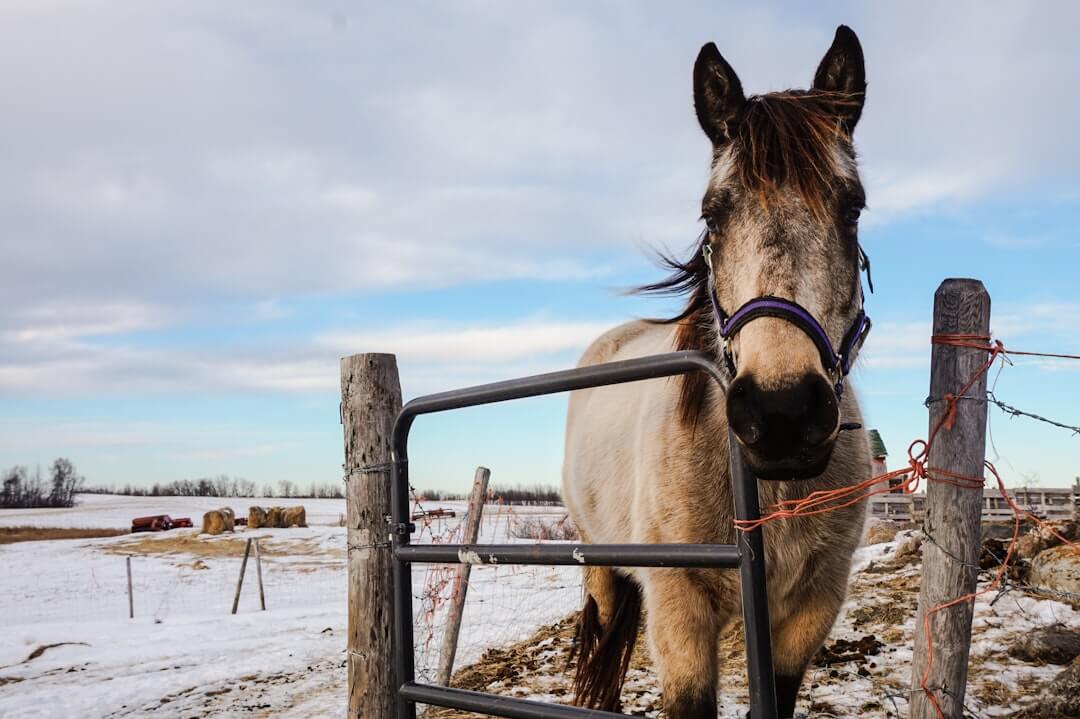 categories/riding-farm-animals.jpg